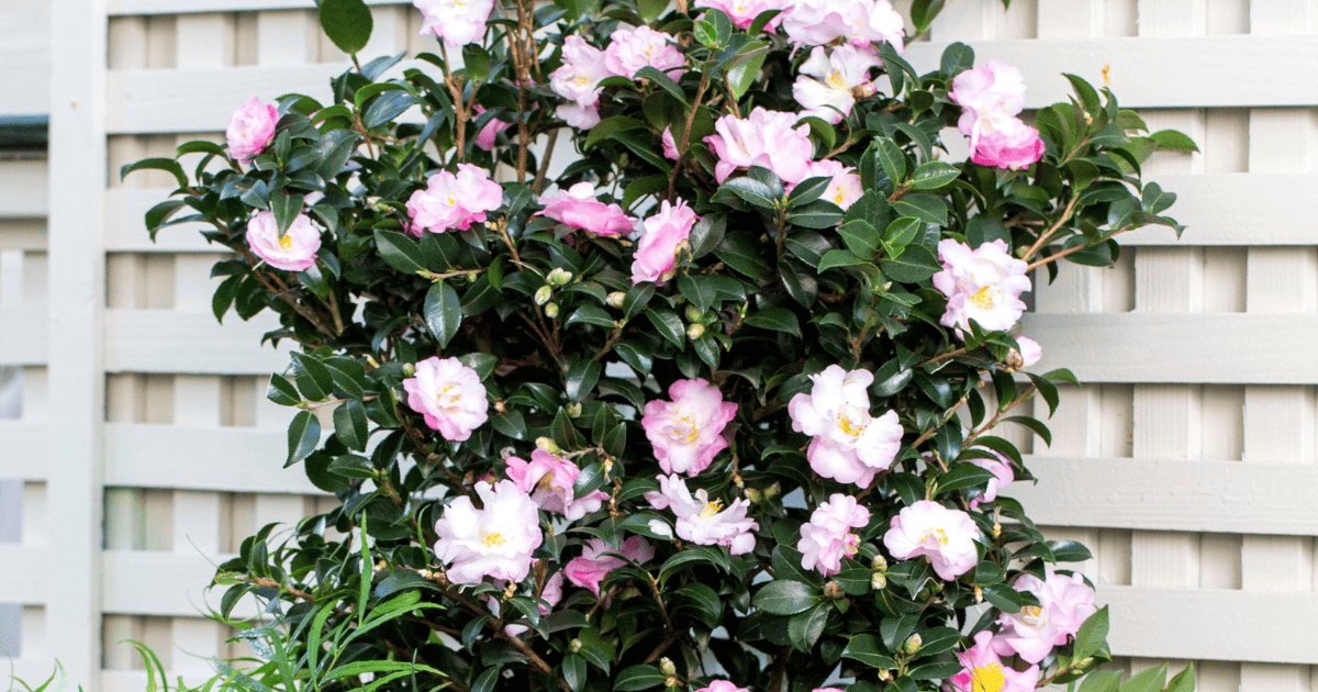 A pink October Magic Camellia in a pot next to a white fence.