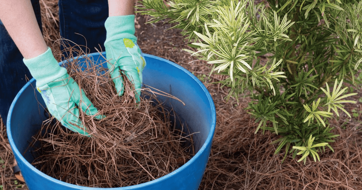 Spread out pine straw mulch
