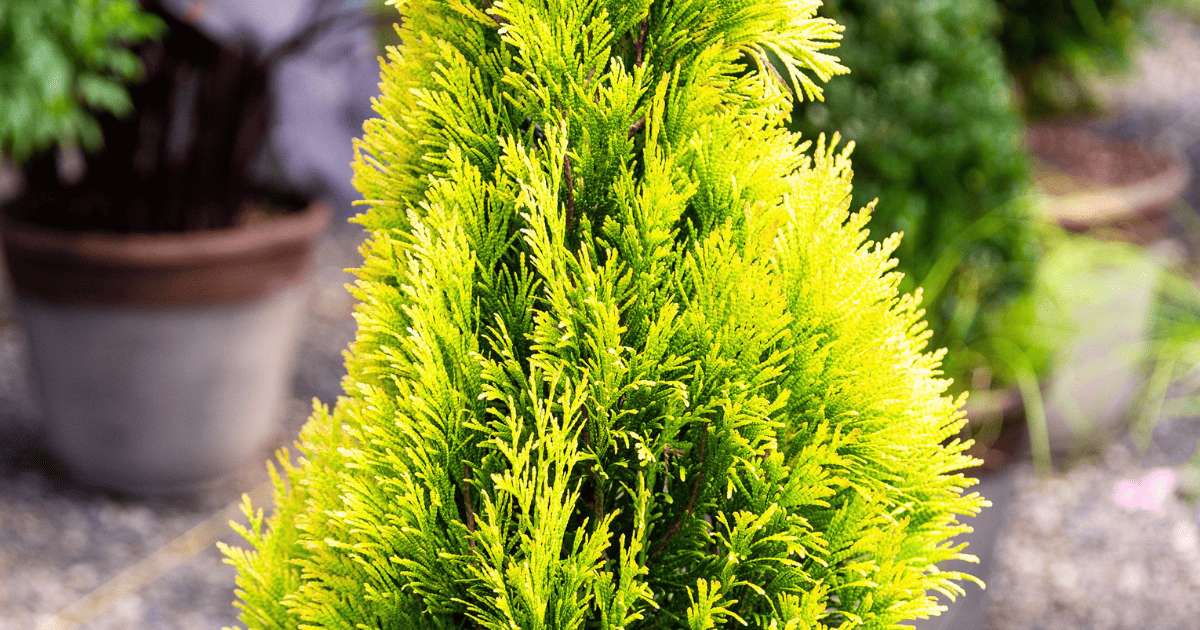 Close up of Forever Goldy Arborvitae.