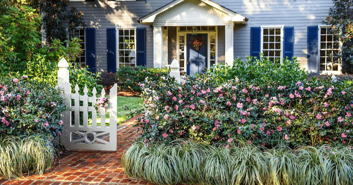 Blue house with white picket fence and gardenia hedge