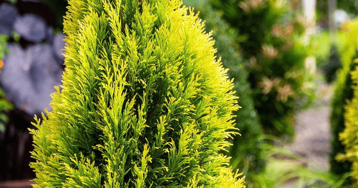 Bright green conical arborvitae in sharp focus with a blurred garden background, featuring a clock partially visible on the left.
