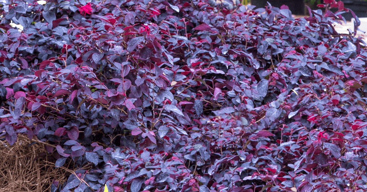 Red Diamond Loropetalum with dark red foliage and brighter red flowers.