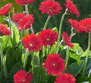 Gerbera Daisy Garden Jewels Red