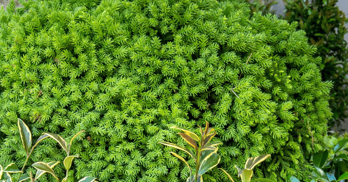 A dense, bushy green arborvitae with small, needle-like leaves, partially obscured by leaves from another plant at the bottom.