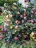 Southern Living®
Camellias