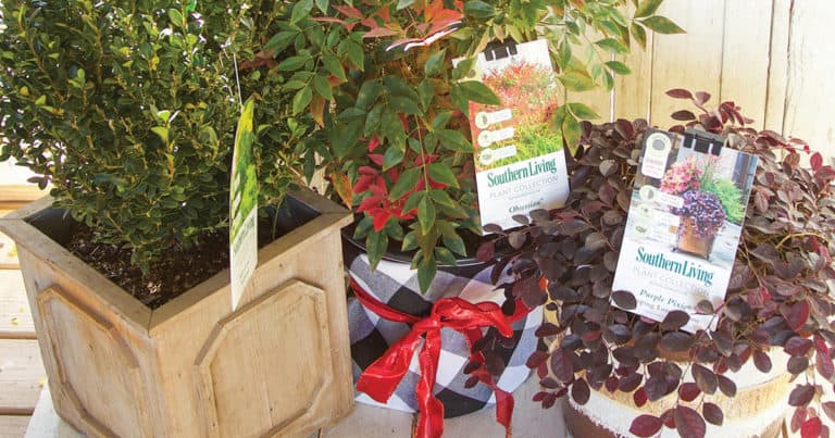 Plants decorated with planters, fabric and bows to give as gifts
