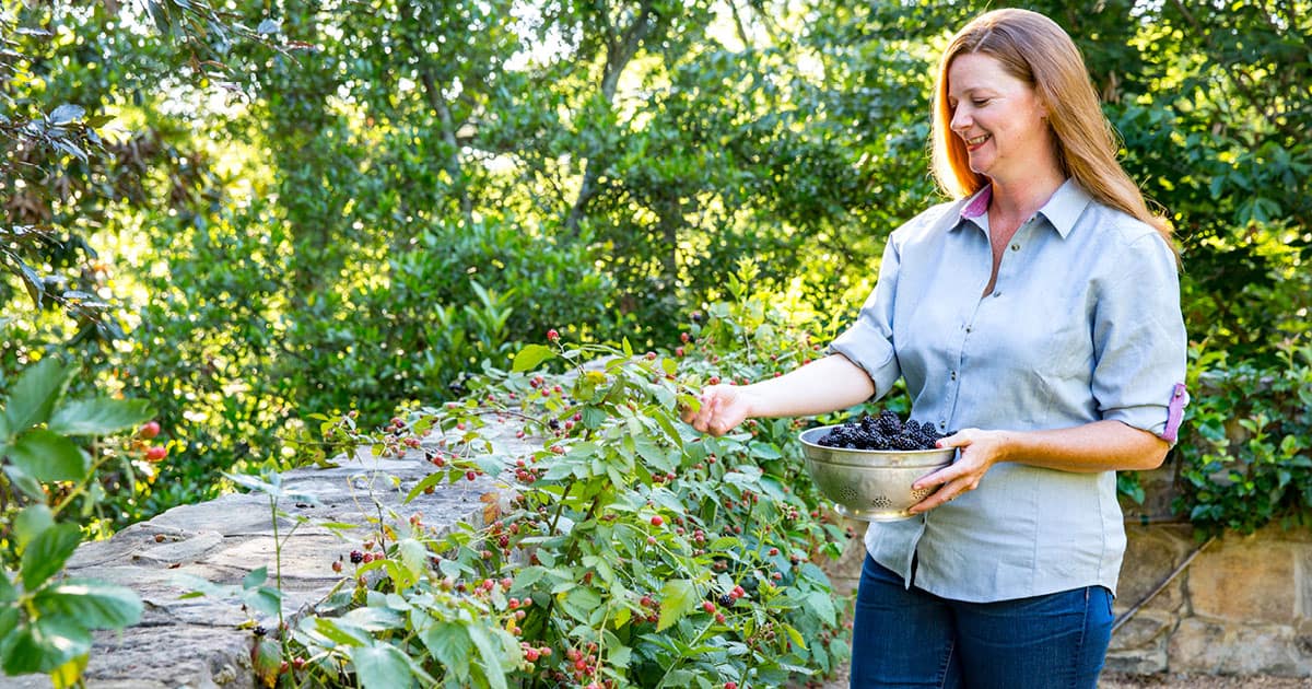 Mary Beth picking fruit from blackberry plants growing on stone wall