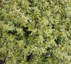 Radiance Abelia, crimson stems contrast dramatically with variegated foliage that begins green with creamy yellow margins and ages to silvery-green and cream