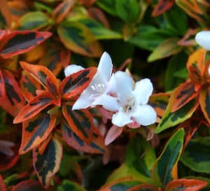 Kaleidoscope Abelia, chameleon-like foliage that changes with the seasons, from golden yellow in spring to orange-red in fall