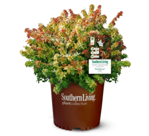 Kaleidoscope Abelia, chameleon-like foliage that changes with the seasons, from golden yellow in spring to orange-red in fall in Southern Living Plant Collection brown pot