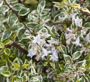 Miss Lemon Abelia in flower bed with white blooms