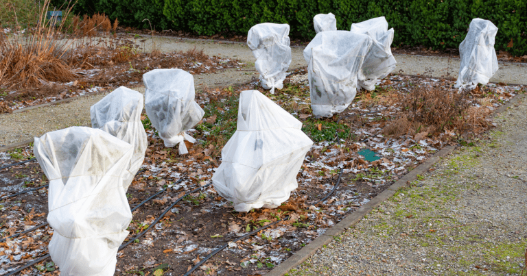 How to Protect Your Garden from Frost and Freezing Temps - Southern ...