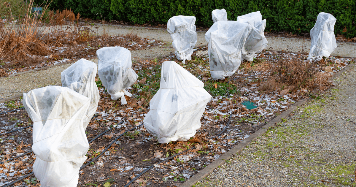 plants covered with winter freeze blanket to protect from frost or cold