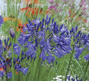 Storm Cloud Agapanthus, deep blue flowers that rise far above the foliage on tall blackish stems