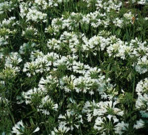 semi-dwarf Ever White Agapanthus blooms very early and reblooms with multiple spikes of brilliant white flowers