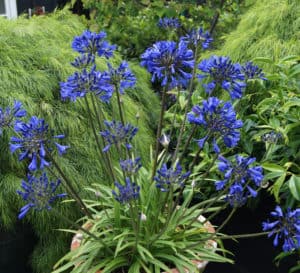 This semi-dwarf, fast growing, drought tolerant agapanthus blooms very early and reblooms with reblooms with multiple spikes of bright blue flowers