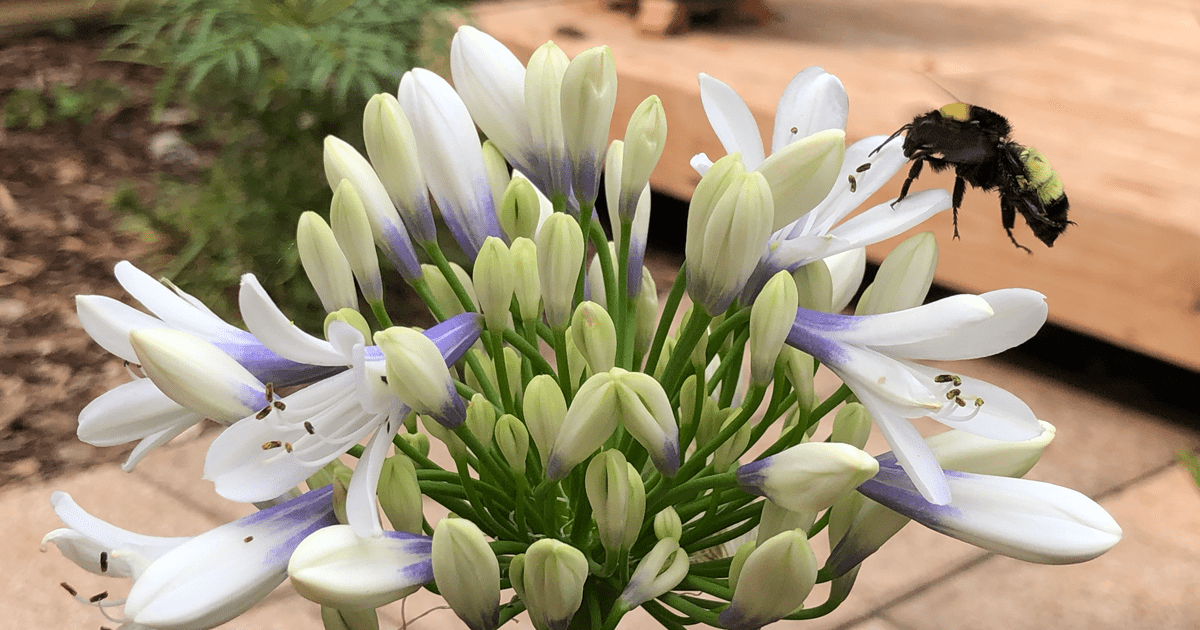 Bee feeds on Southern Living Agapanthus bloom