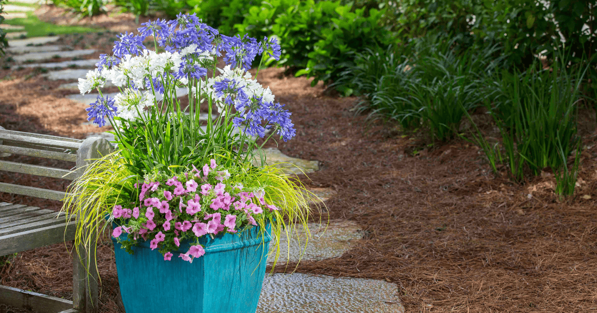 Ever white and ever sapphire container planted