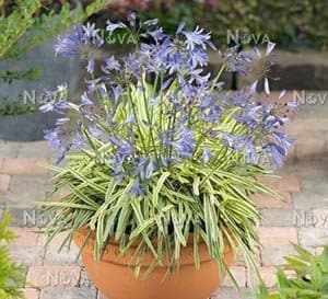 Golden Drop Agapanthus, beautiful blue flower clusters are held aloft above the lush strap-like foliage which is accented with gold in clay container