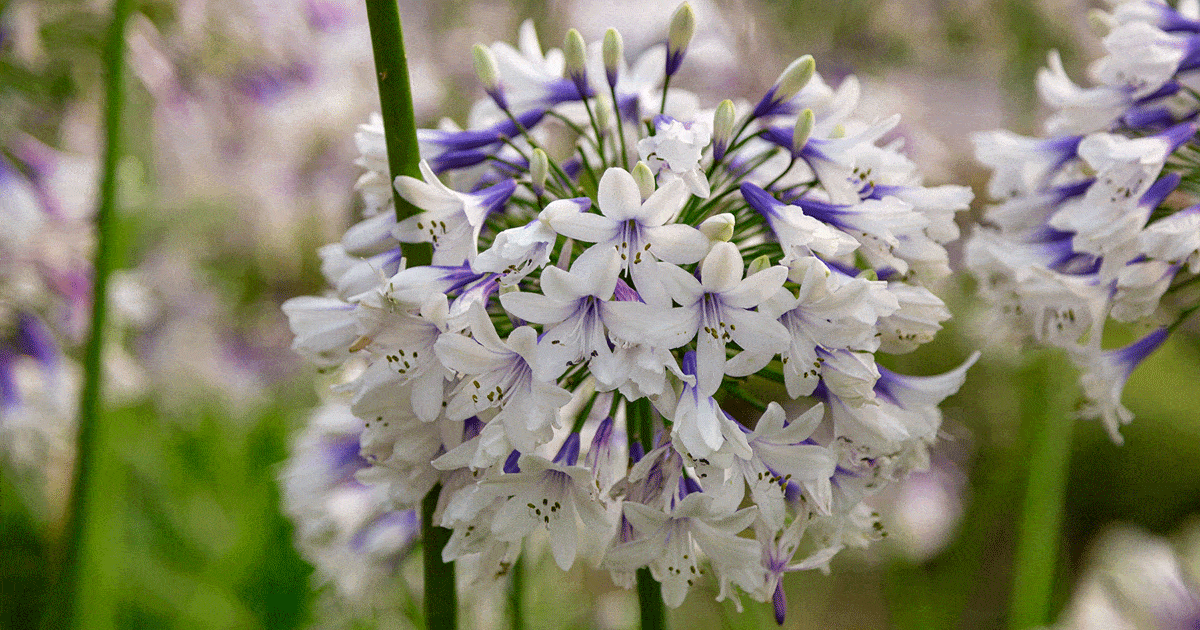 Indigo Frost Agapanthus from Southern Living