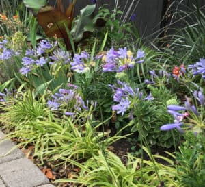 Neverland Agapanthus, sports lilac buds that open to sky blue to lilac flowers