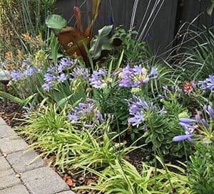 Neverland Agapanthus, sports lilac buds that open to sky blue to lilac flowers