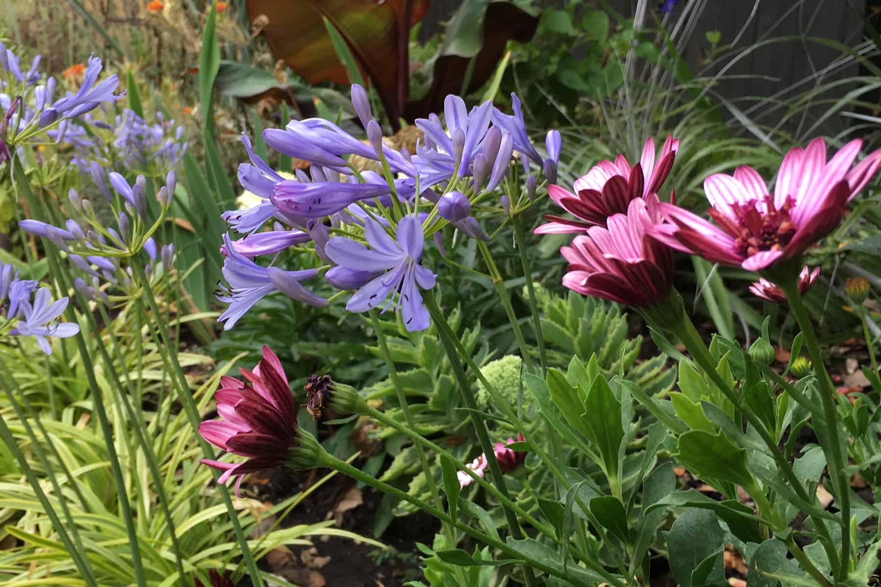 Mixed garden bed follows a sidewalk and includes Neverland Agapanthus, pink echinacea, Colocasia and other perennials