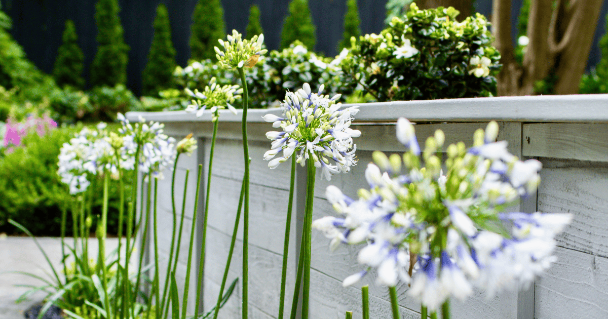 White and pale blue agapanthus flowers blooming beside a raised garden planter with lush greenery in the background.