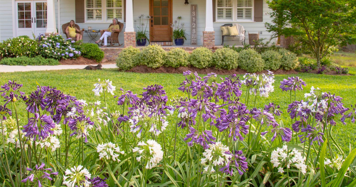 Purple and white Agapanthus flowers blooming in a lush front yard landscape, creating vibrant curb appeal in front of a charming home with a porch seating area