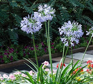 Dutch Blue Agapanthus, lush green strap-like leaves form the base above which rise beautiful pale blue bloom clusters on sturdy stalks