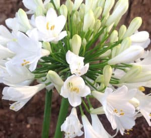 Bingo White Agapanthus, produces rounded heads of white flowers on tall, elegant stems