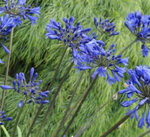 Little Blue Fountain Agapanthus, violet blue flowers on green stems