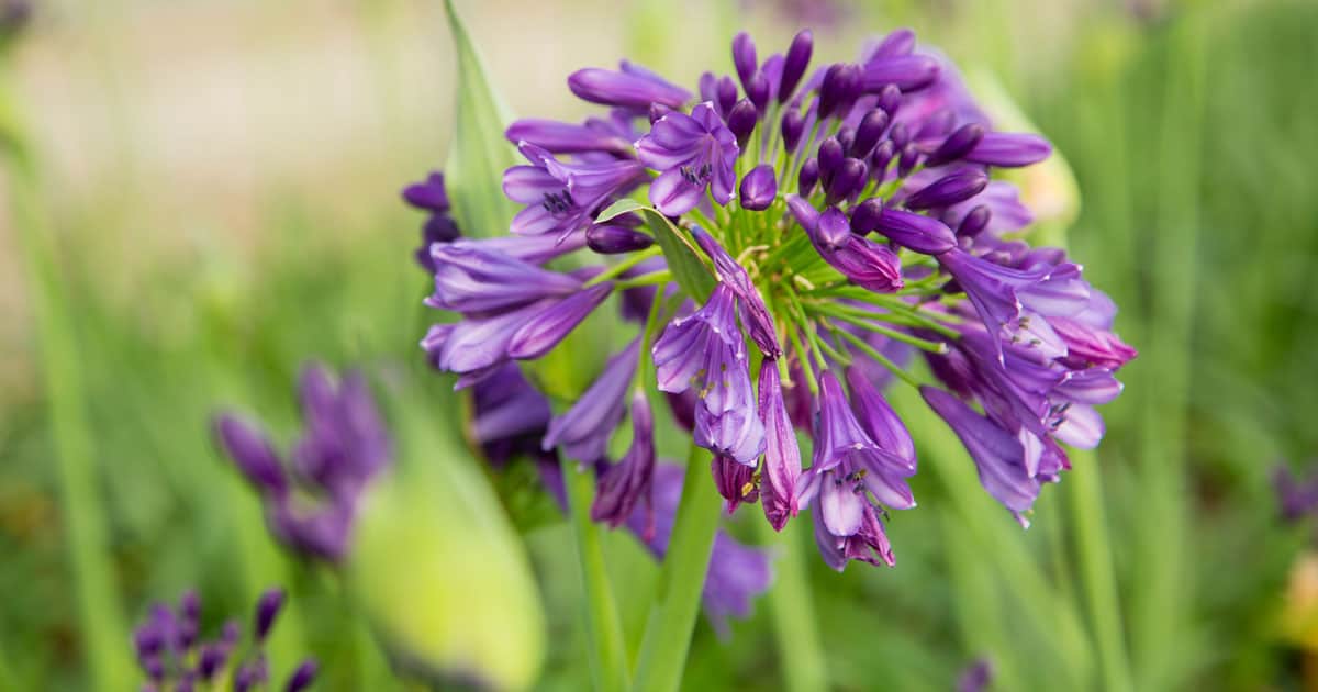 Ever Amethyst agapanthus plant with purple blooms among green leaves