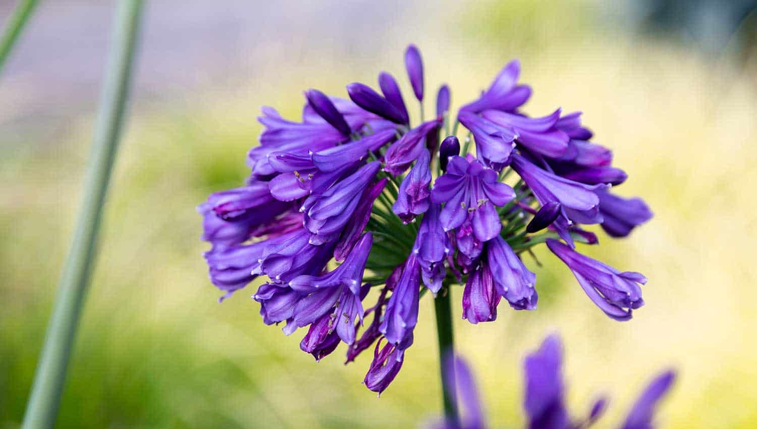 A bright purple bloom head on an Ever Amethyst Agapanthus at close-up view is set on a background of out of focus golden foliage colors
