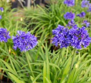 Ever Midnight Agapanthus, dark blue flowers