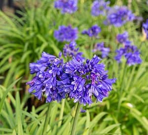 Ever Midnight Agapanthus, dark blue flowers