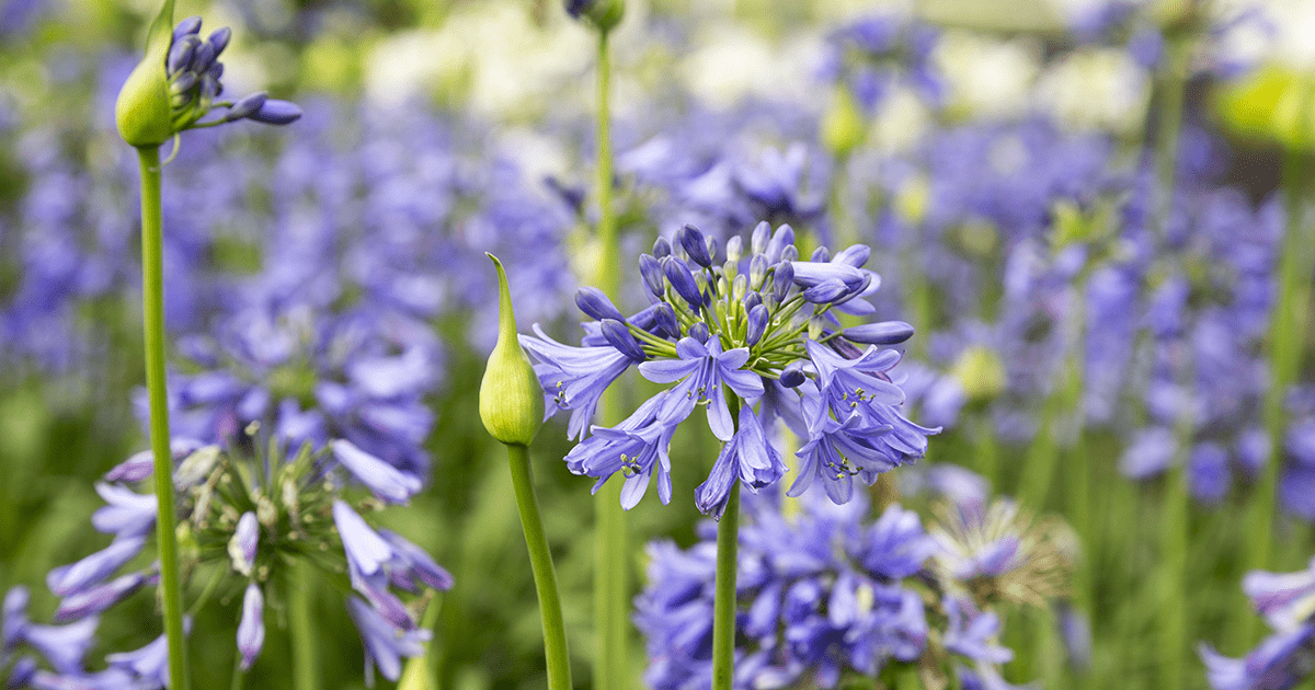 Ever Sapphire Agapanthus, multiple spikes of bright blue flowers