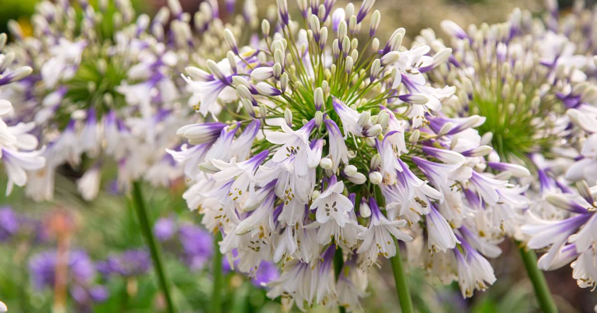 White flowers with purple throats form the flower head of Ever Twilight Agapanthus