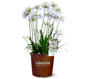 Indigo Frost Agapanthus, large bi-color flowers change from blue in the throat to white on the petal’s edge and are surrounded by green, strap-like foliage in Southern Living Plant Collection brown pot