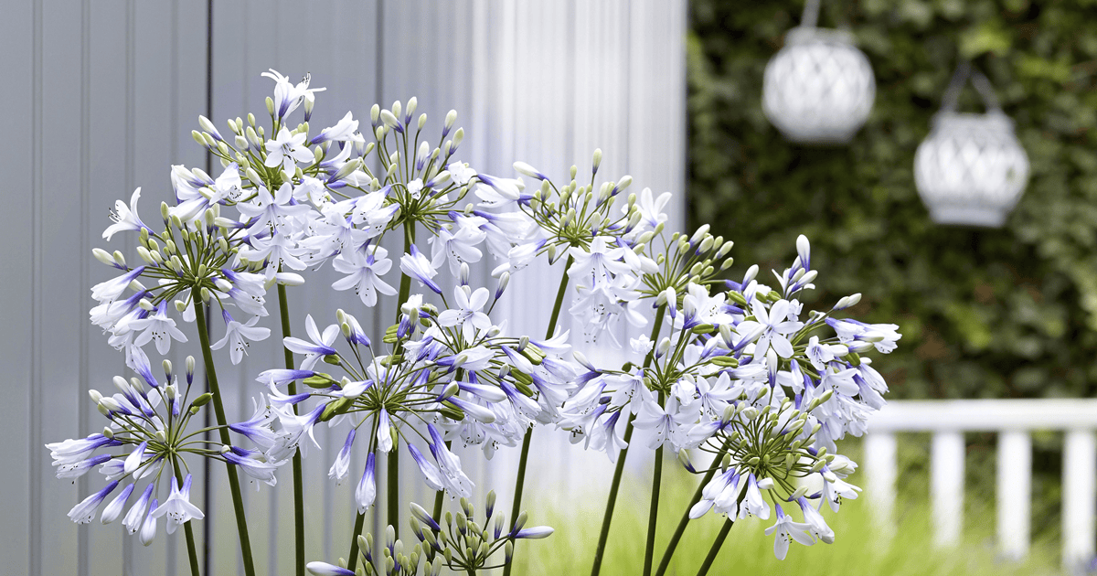 Agapanthus Indigo Frost blooms with paper lanterns