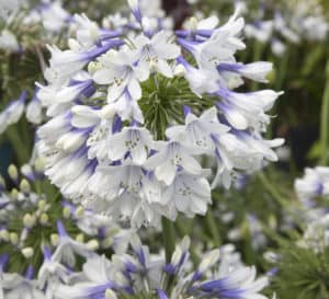 Indigo Frost Agapanthus, large bi-color flowers change from blue in the throat to white on the petal’s edge and are surrounded by green, strap-like foliage