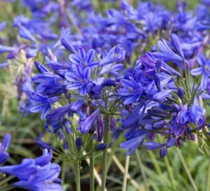 Little Blue Fountain Agapanthus, violet blue flowers on green stems