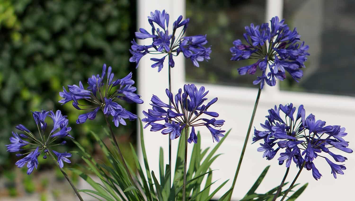 Pot of Little Blue Fountain Agapanthus sit atop a patio table in front of a garden shed