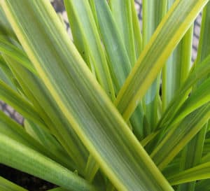 Variegated yellow and green striped foliage of Neverland Agapanthus