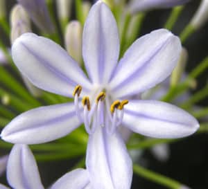 Single lavender bloom of Neverland Agapanthus