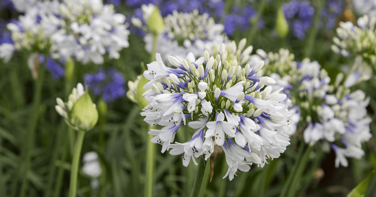 African Lily Care: How to Grow Agapanthus (Lily of the Nile)