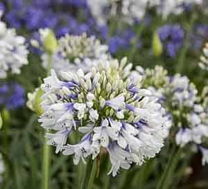 Queen Mum Agapanthus, white flowers with lavender bases