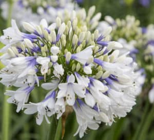 Queen Mum Agapanthus, white flowers with lavender bases