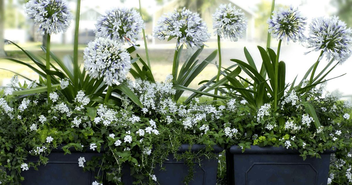 Southern Living Agapanthus or Lily of the Nile Queen Mum in containers