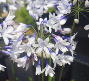 Agapanthus Twister, bicolored trumpet-shaped flowers of pure white and dark blue